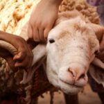 a group of people petting a sheep