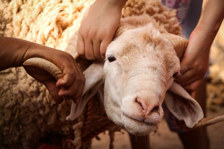 a group of people petting a sheep