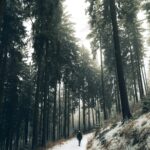 A person walks on a snowy path through a forest.