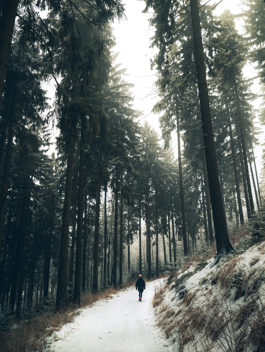 A person walks on a snowy path through a forest.